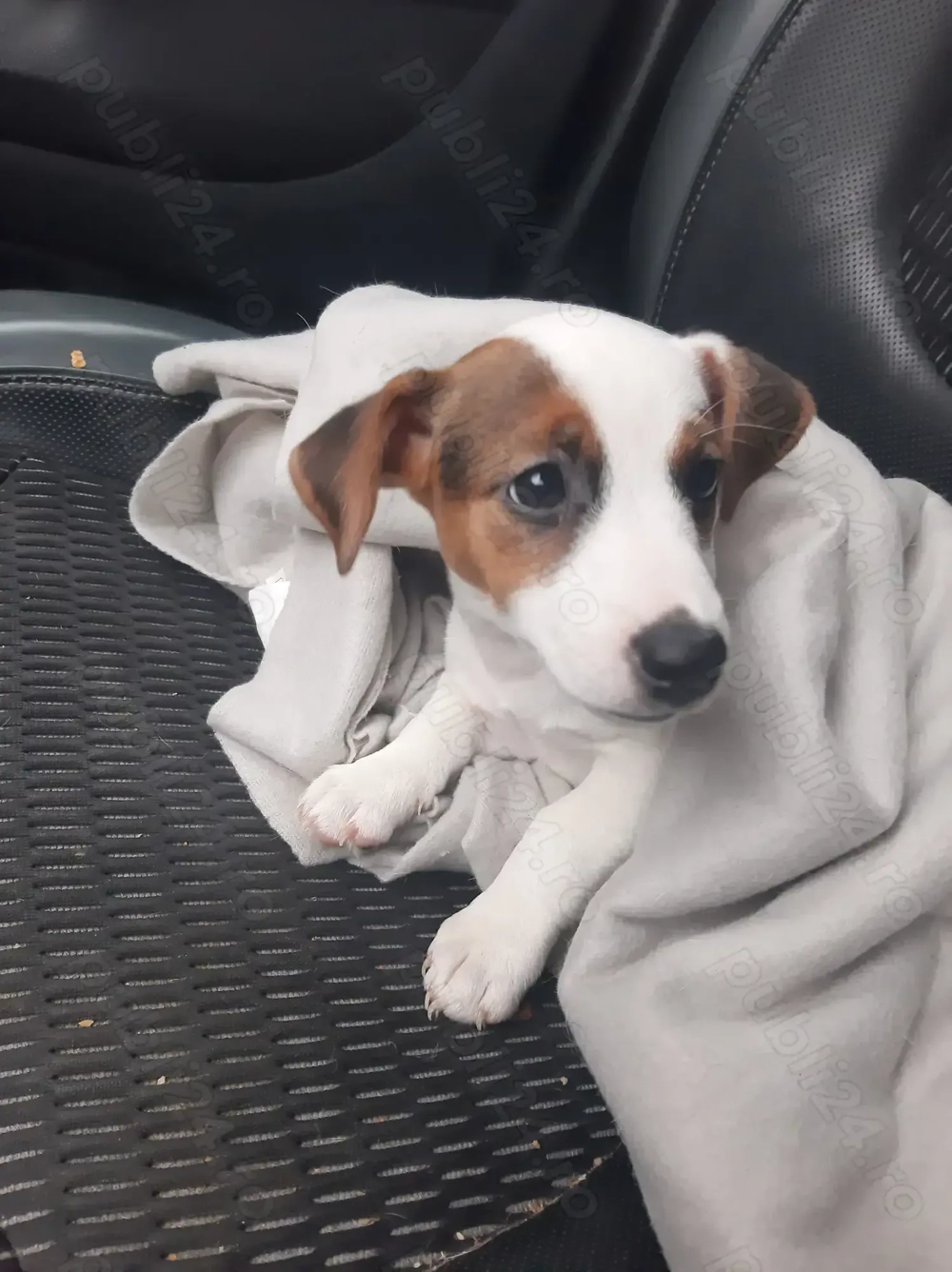 Catei de vanzare jack russell Jack russel terrier in bucaresti 