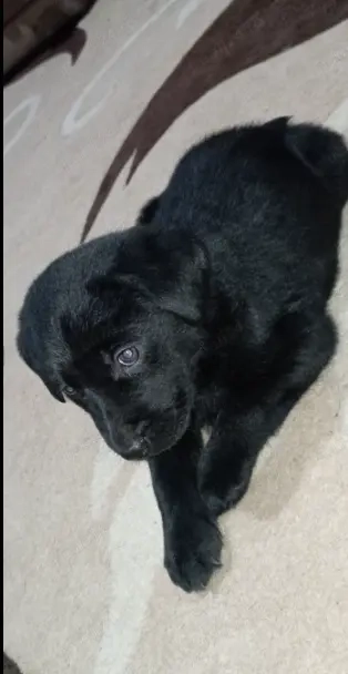 Vand labrador Retriever femela 1,8 saptamani