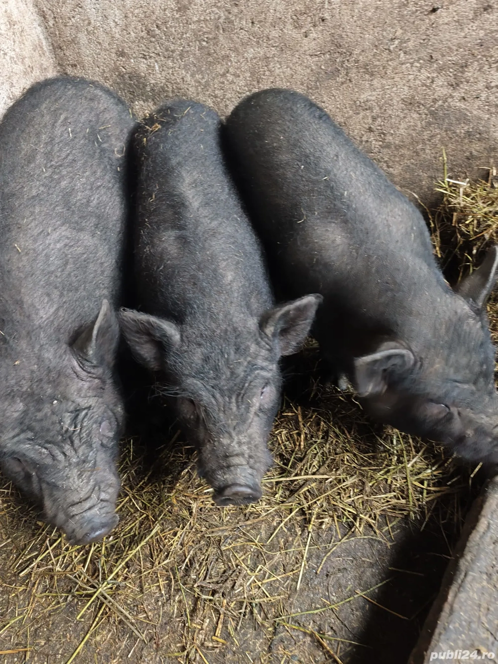 Vând purcei de rasa.