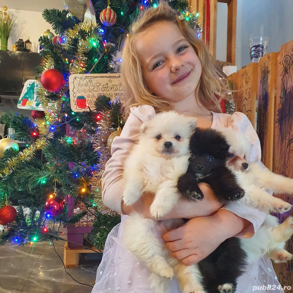 Pomeranian fată băiat alb negru bej