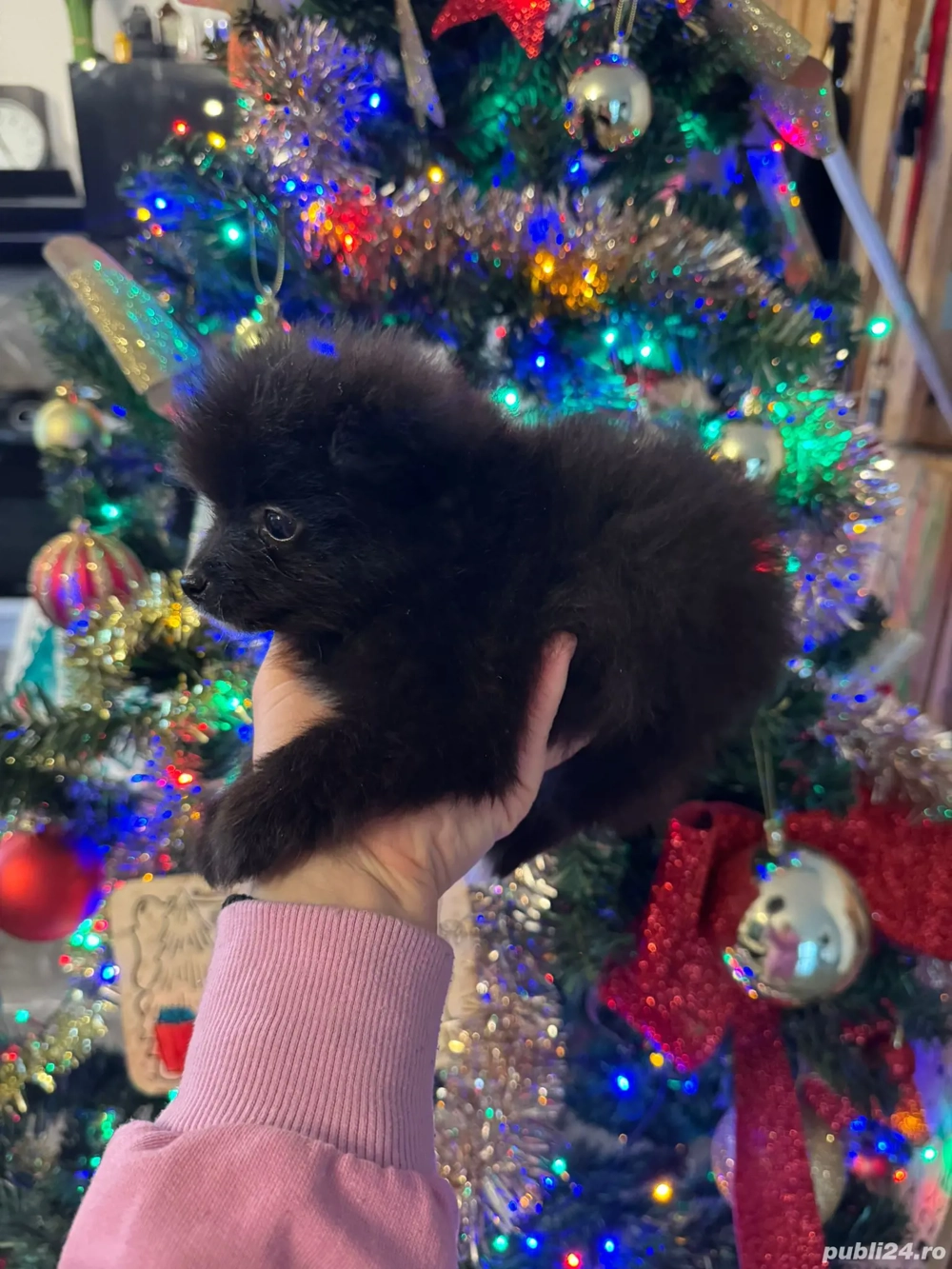 Pomeranian negru alb bej 