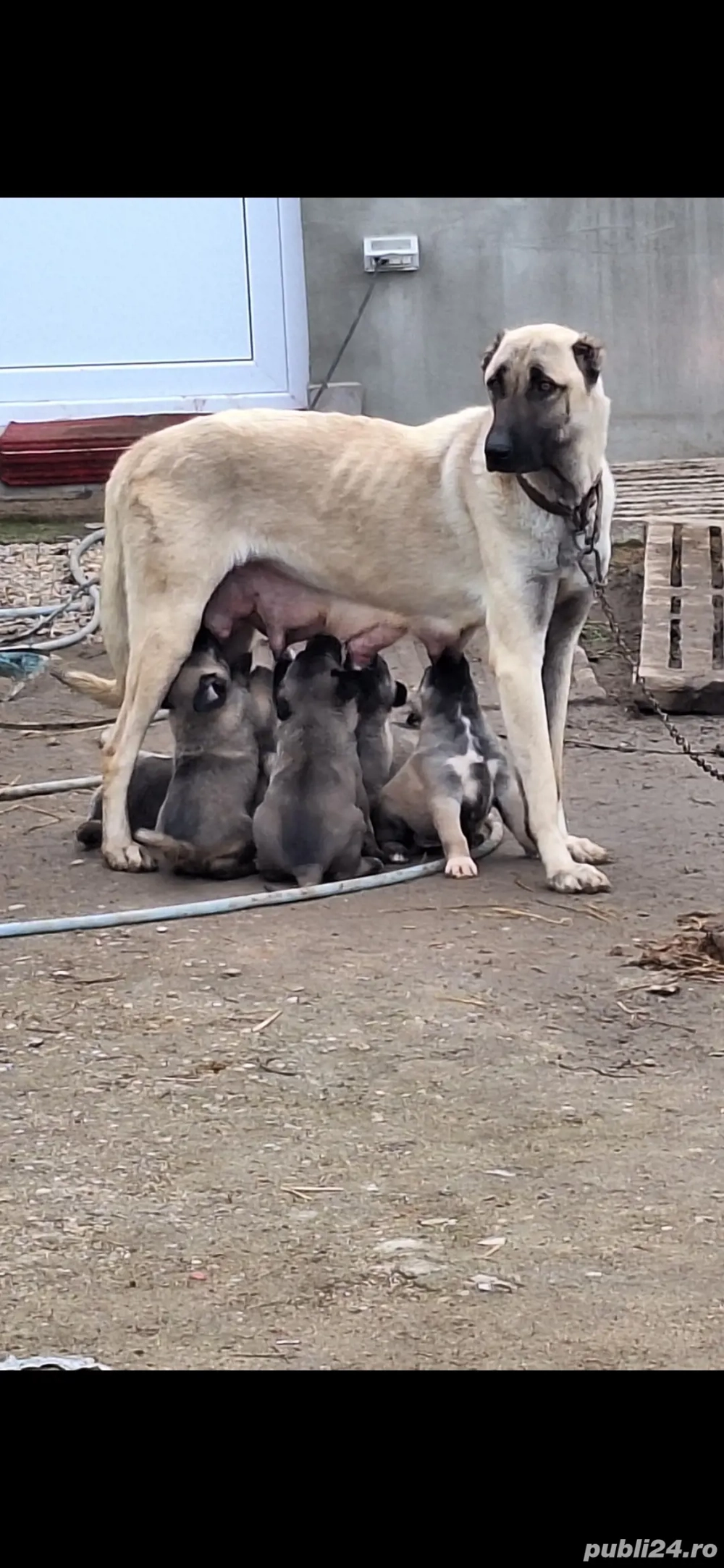 de vanzare catei kangal turcesc
