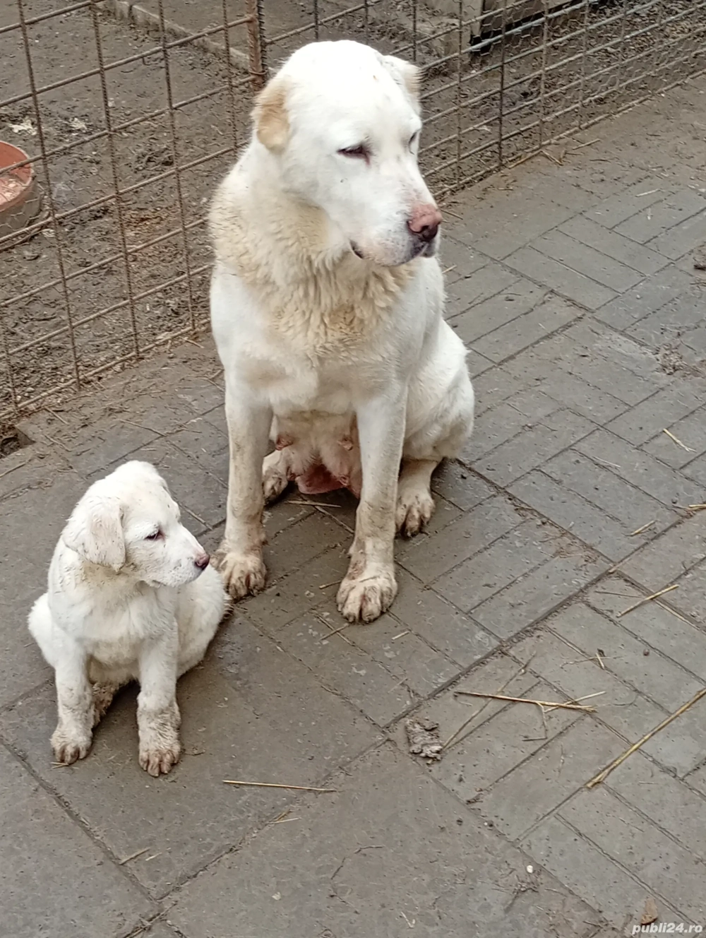 Vând cățelușă de Asia Centrală 