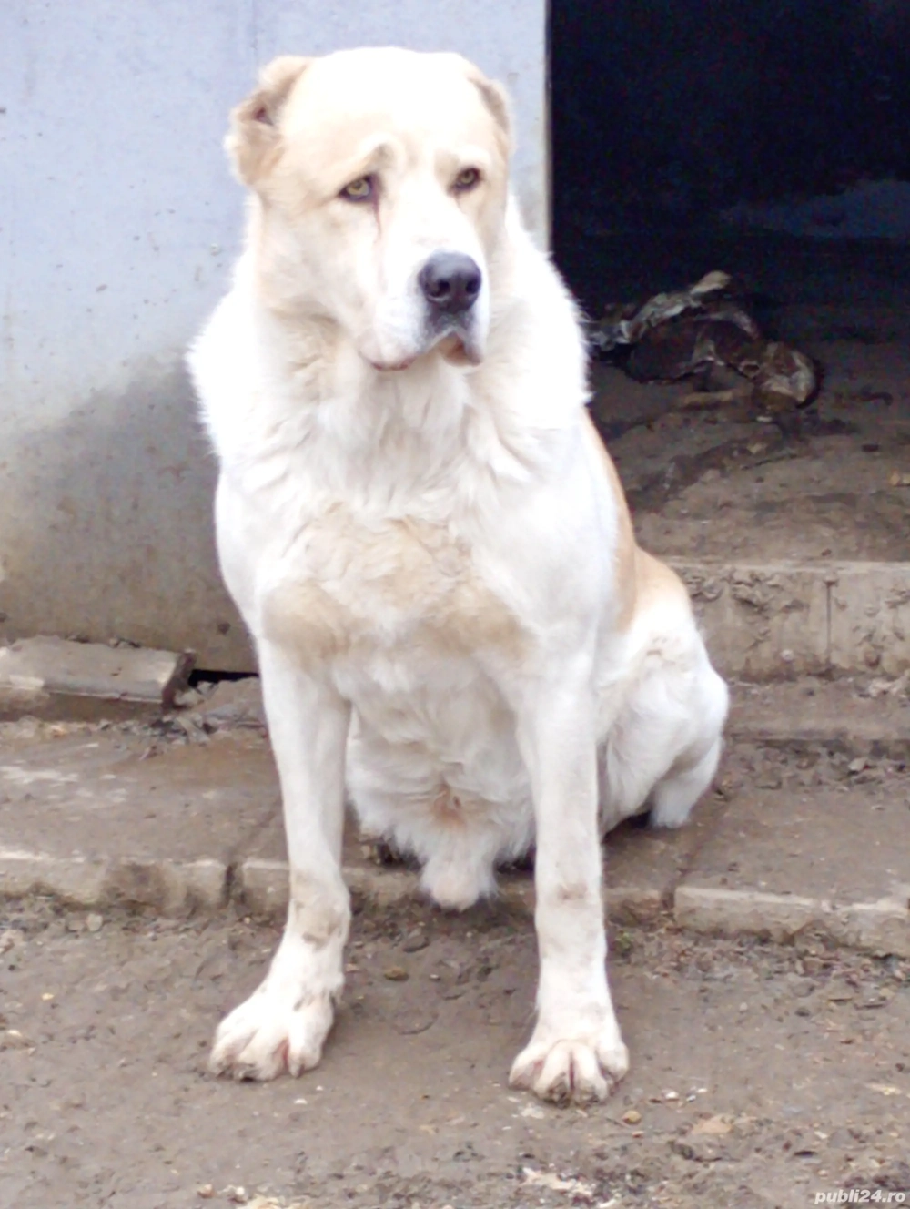 Vând mascul de Asia Centrală 