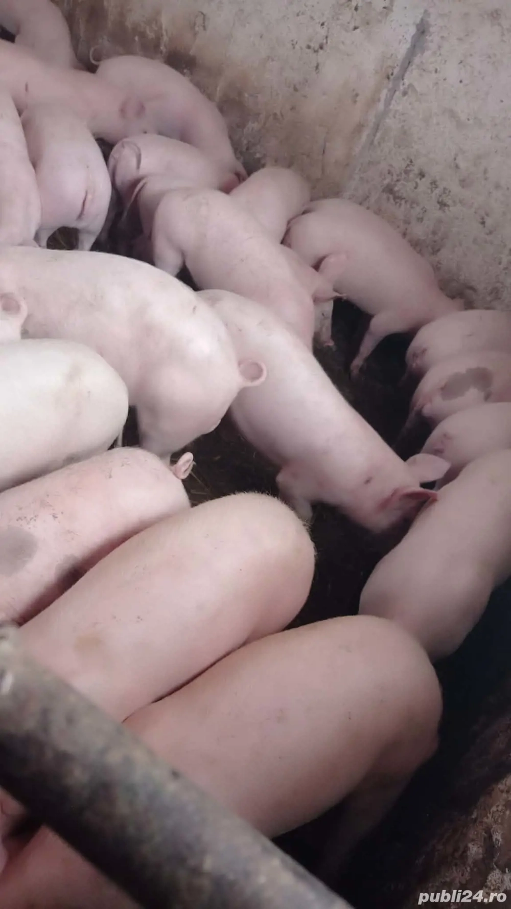 Șoldani rasa Marele alb