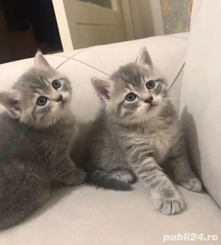 British Silver tabby 