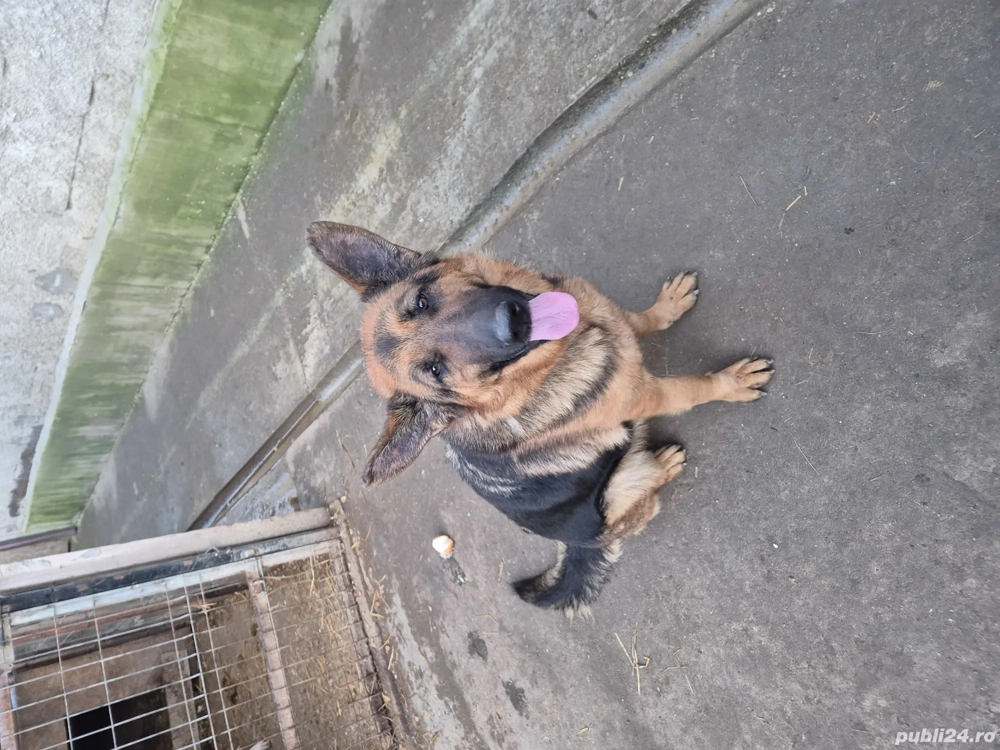 Vand catea ciobanesc german 