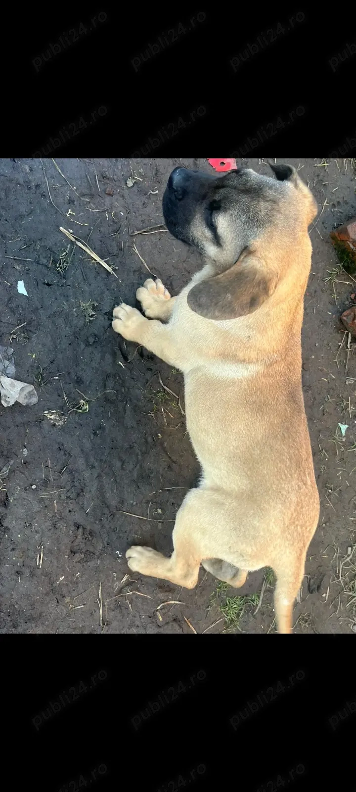 Vand catelusa presa canario 4 luni
