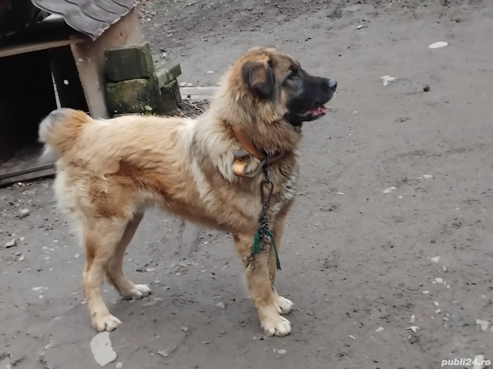 Donez Ciobanesc Carpatin mascul 11 luni 