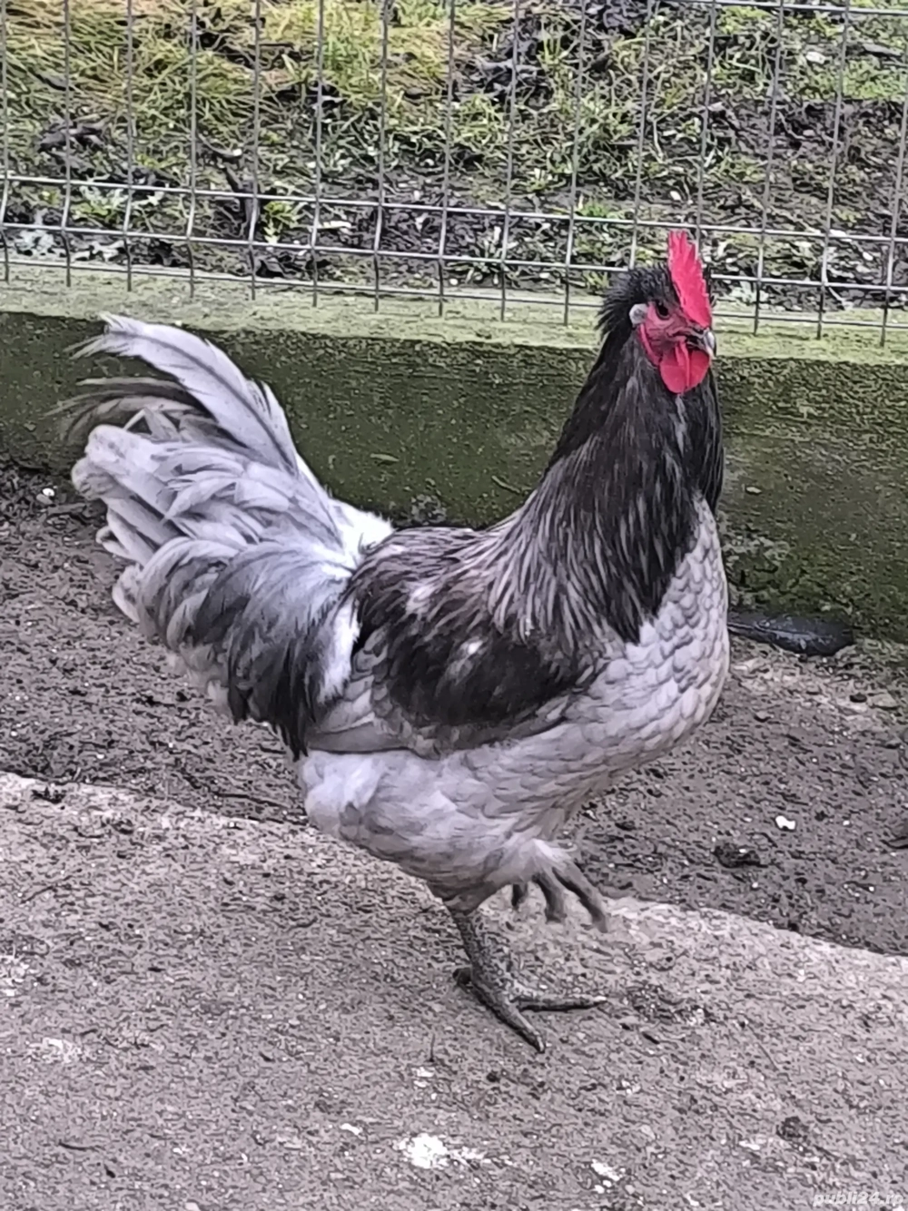 Cocoș și 3 găini australorp 