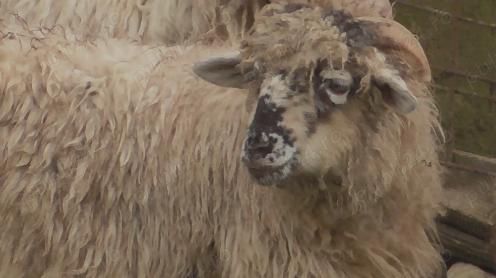 berbec tanar, de rasă