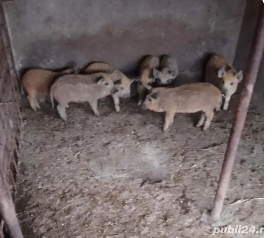 Vând purcei rasa mangalița,vârsta 10 săptămâni