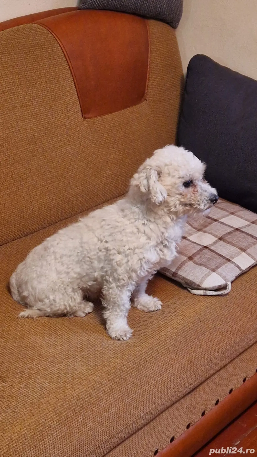 Bichon frise 1 an jumate