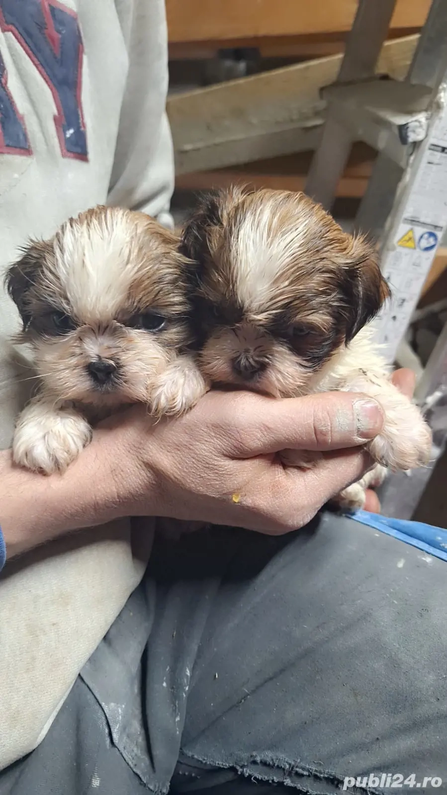 Cauta casuta noua 2 fetite si un baiat det privat