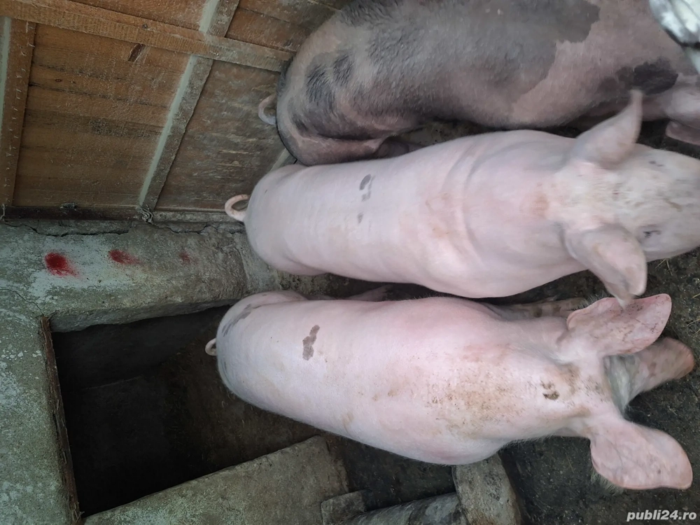 Porci de vanzare de carne 110-130 135kg