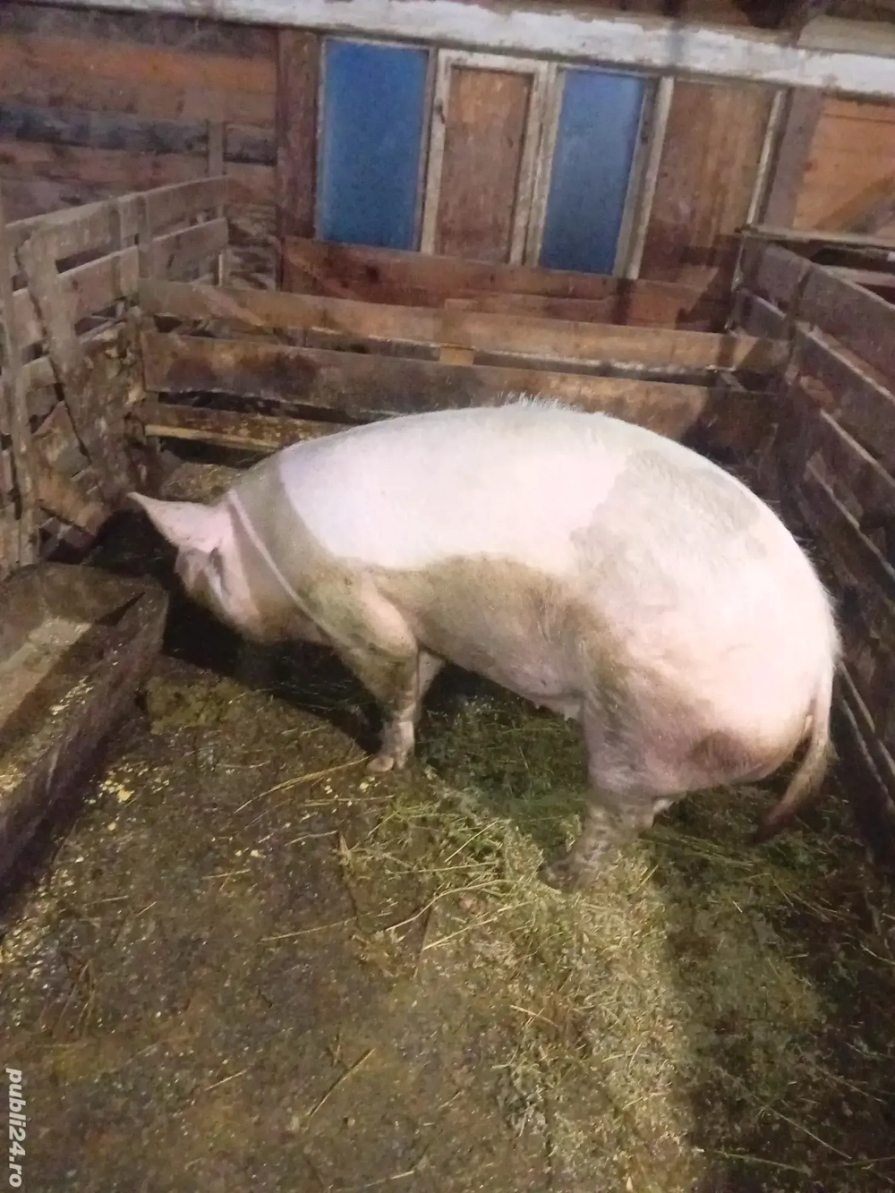 Vând scroafă pentru sacrificat 