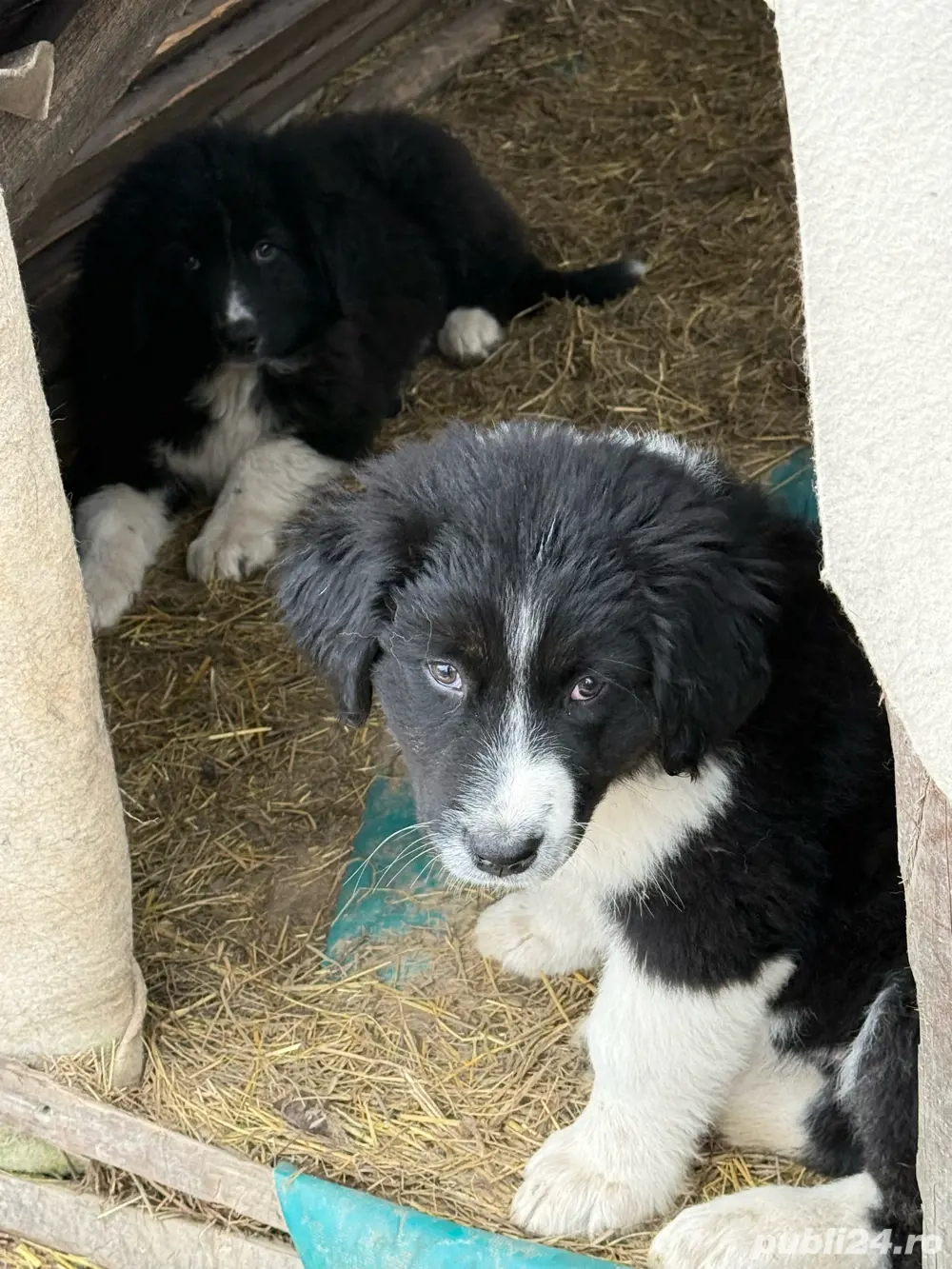 vand catei ciobanesti romanesti de bucovina 