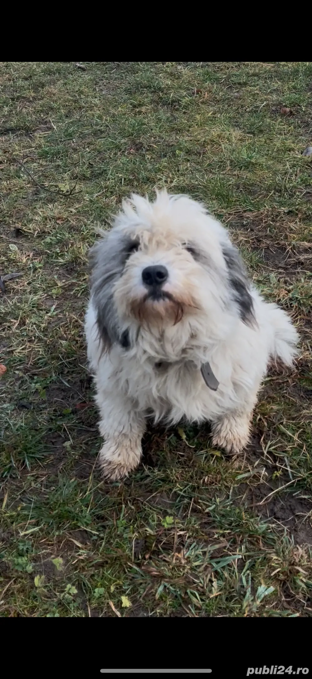 Femeluta de talie mica spre adoptie