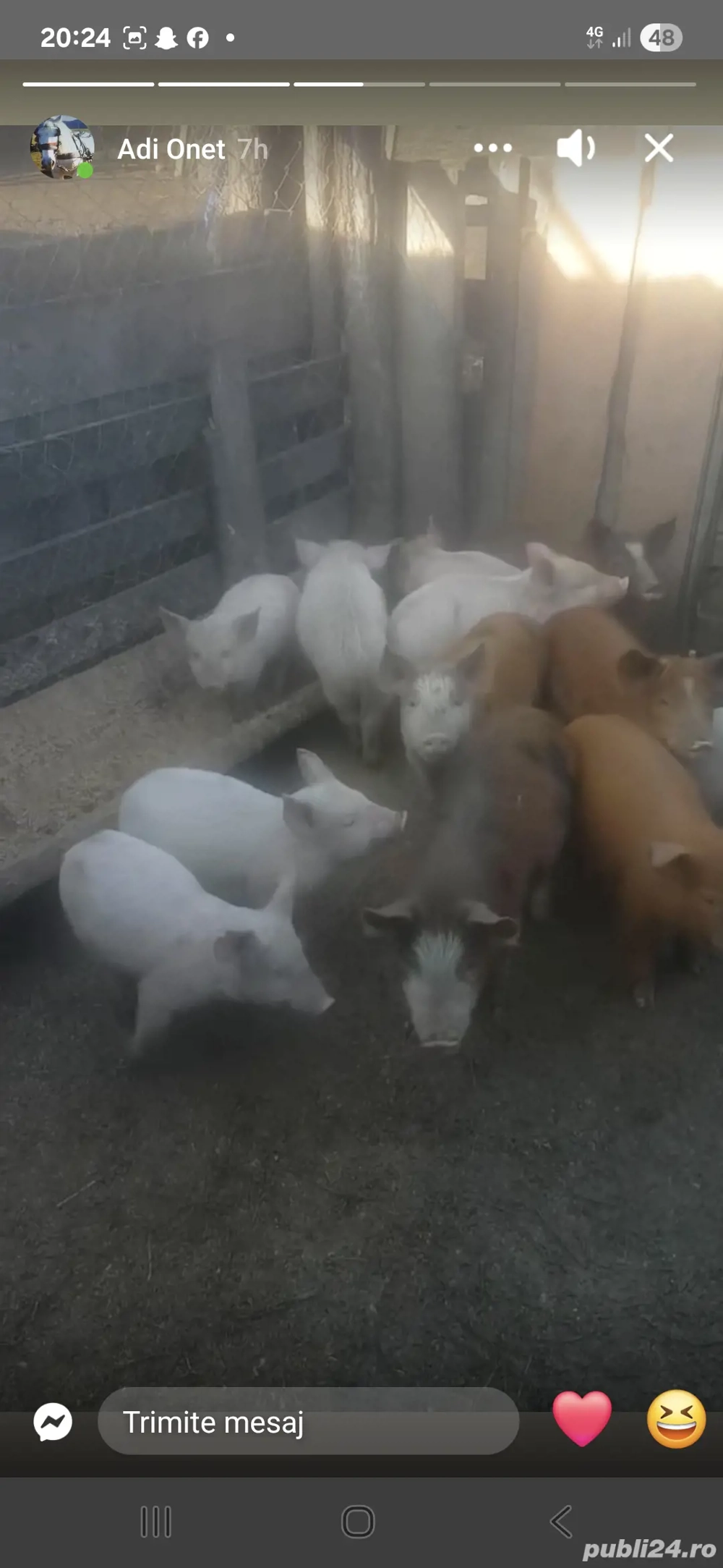 Vând purcei de 8 săptămâni 