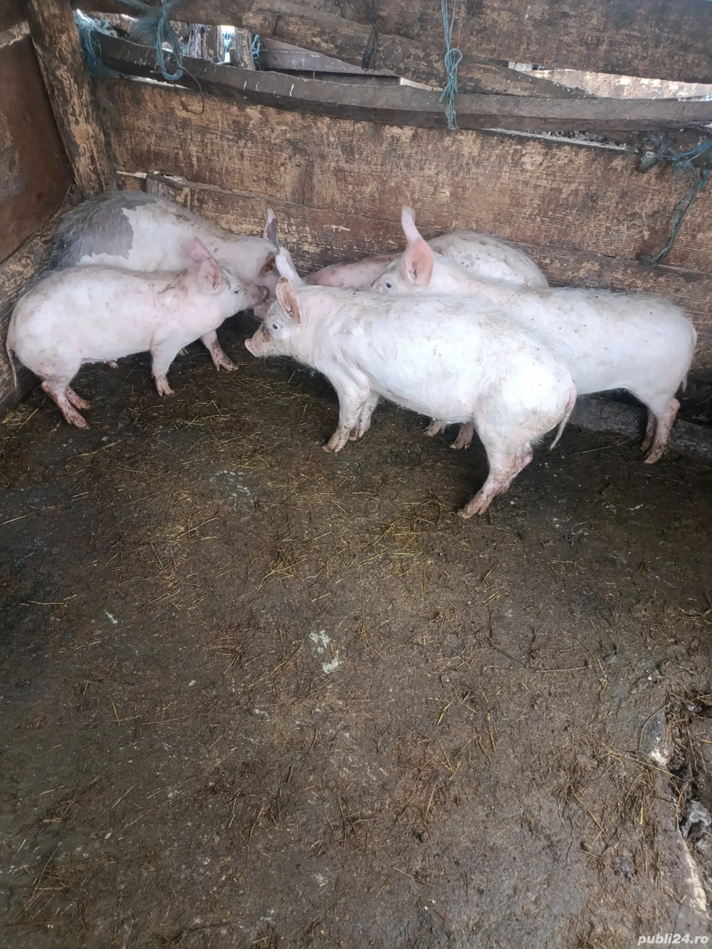 Vând purcei (marele alb )