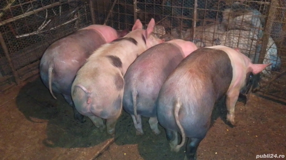 Porci de vanzare intre 70 si 100 kg si porci 12 saptamani