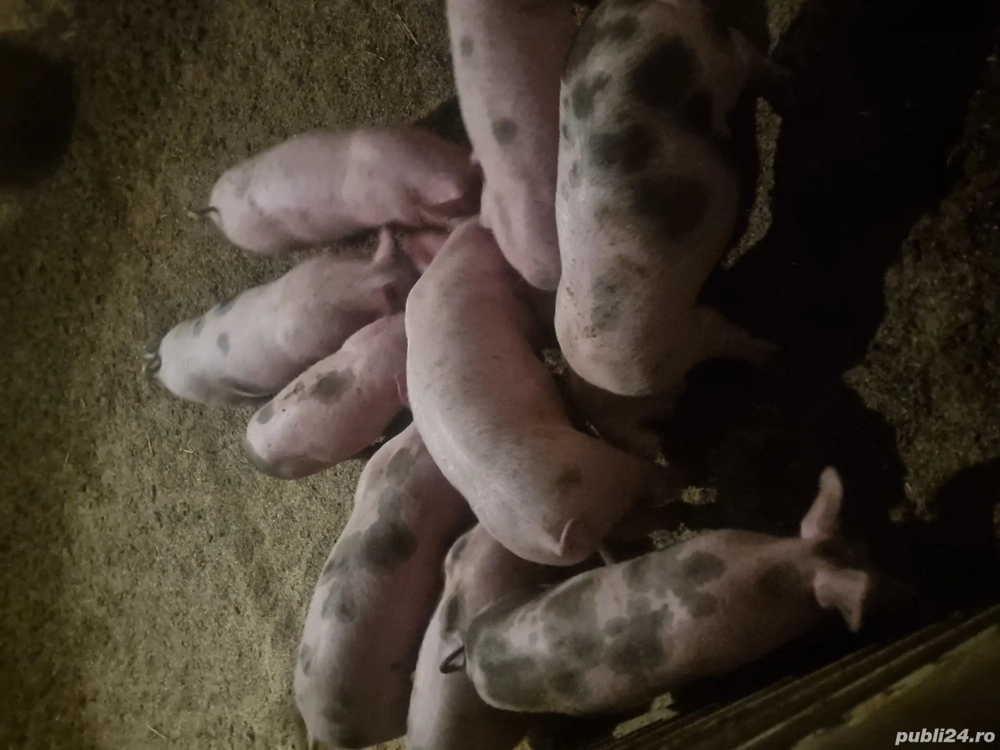 vind purcei de luni  6 mascuri  3 scrofite pentru mai multe detalii la tel    !