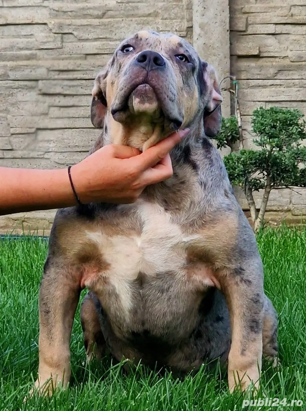 Mascul American Bully XL Tri-color Merle