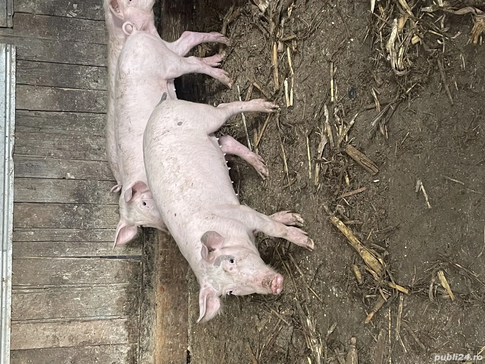 Vând purcei de rasa Pietrani 
