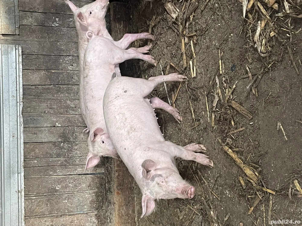 Purcei de rasa pietrain