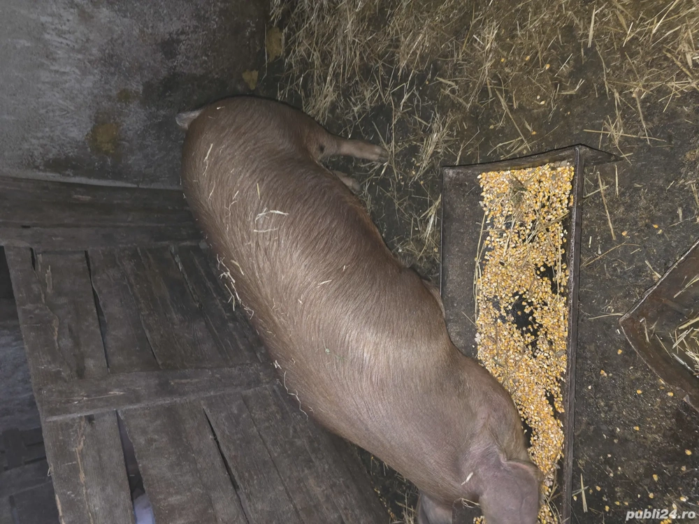 Vand purcele de carne!