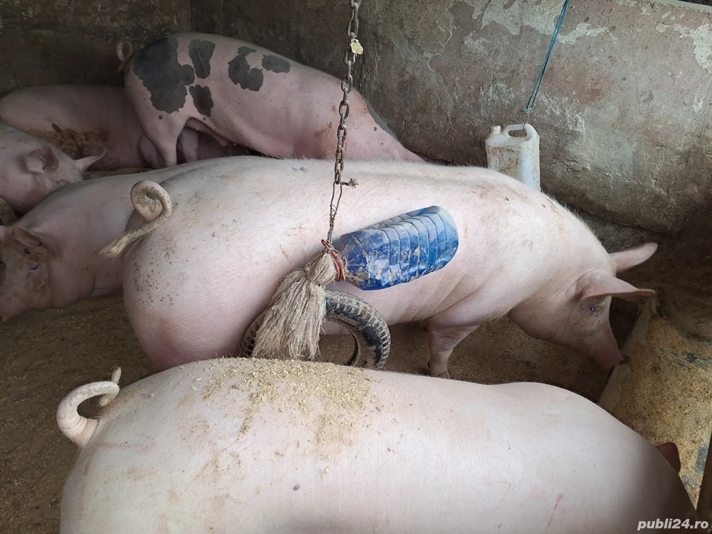 Vand 3 porci nu sunt de ferma zona ploiesti