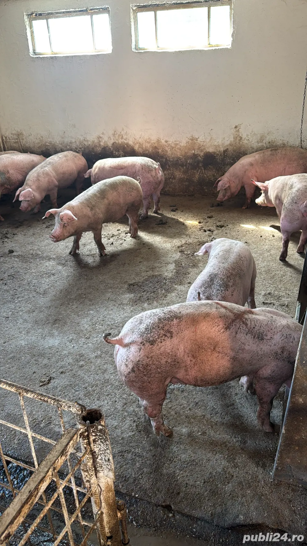 purcei si porci 25-150kg