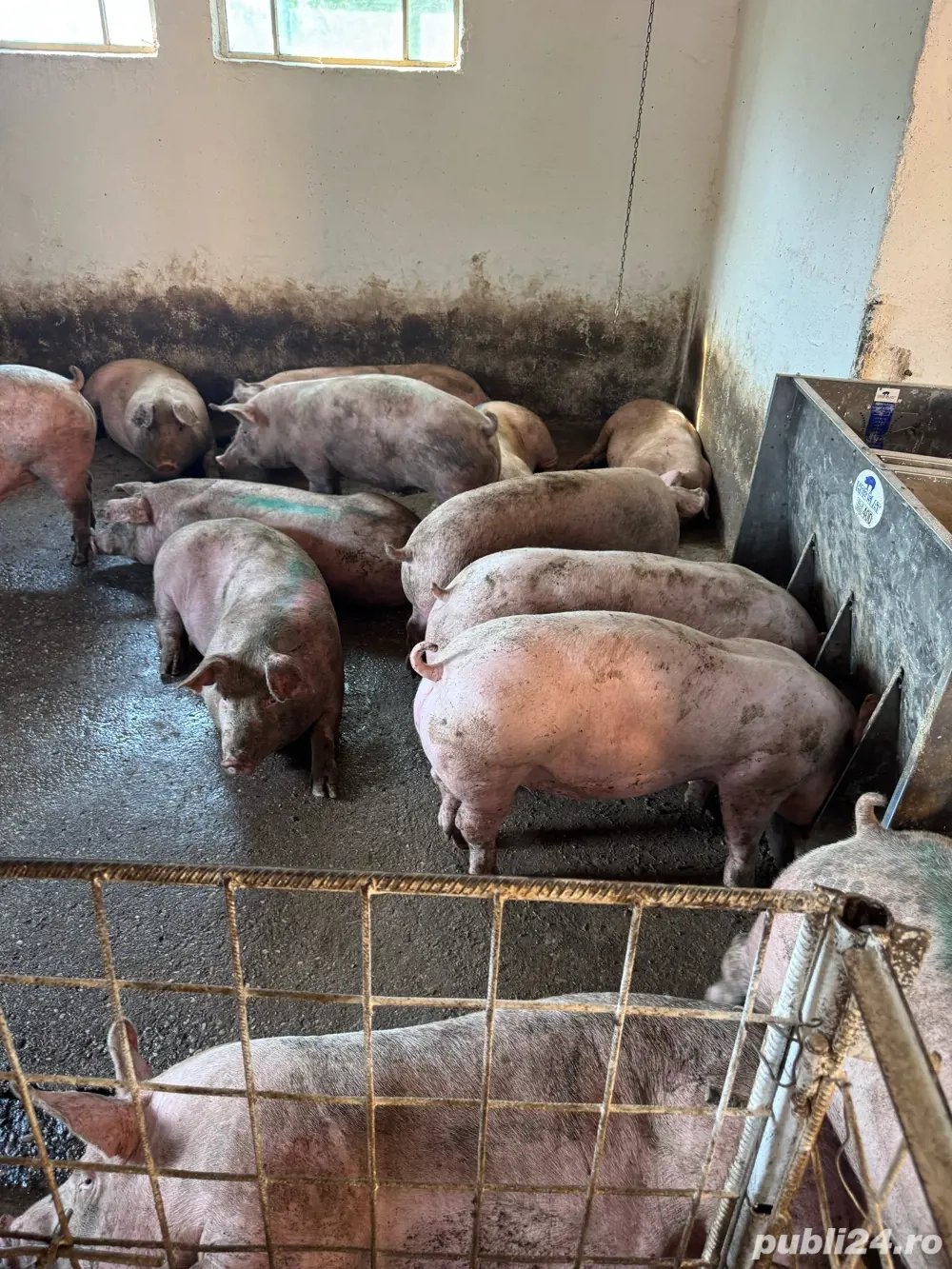 purcei si porci 25-150kg