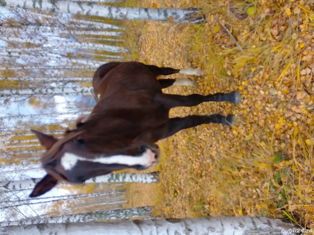 Vând cârlană de 2 ani