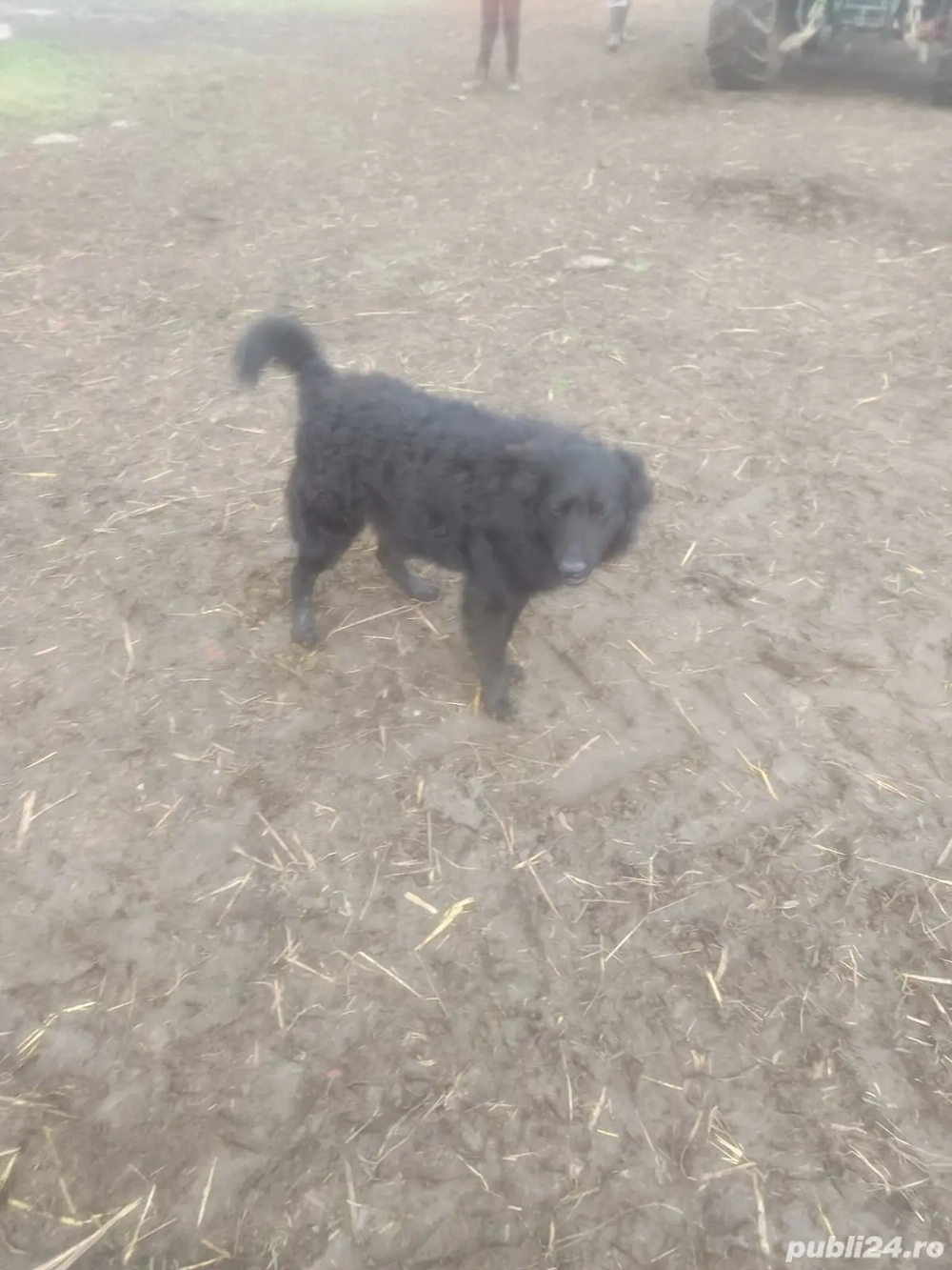 Caine de intors oi (Mudi)