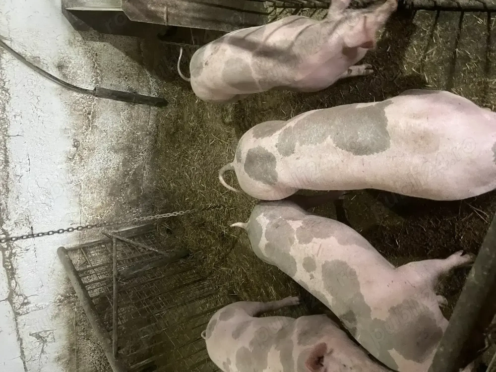 Purcei pietrain de vanzare