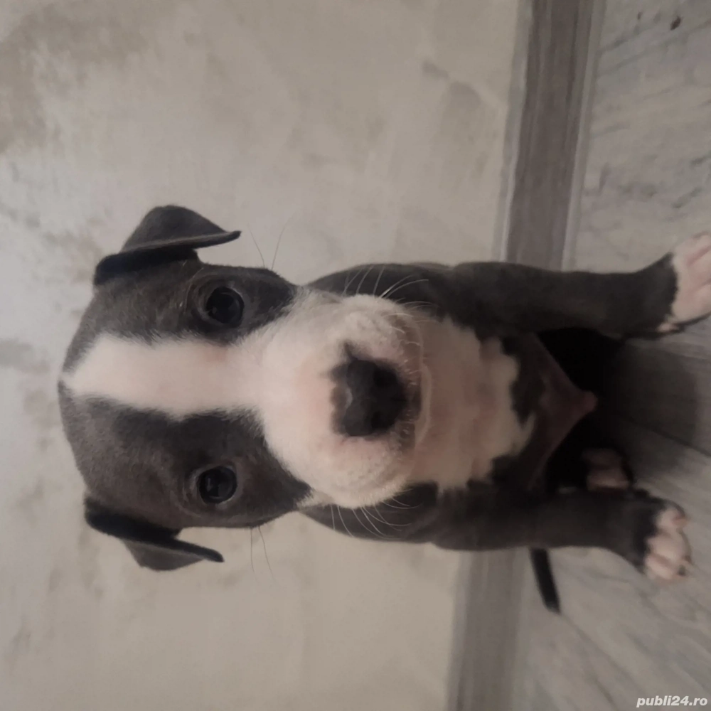 Pui Amstaff , cadoul perfect 