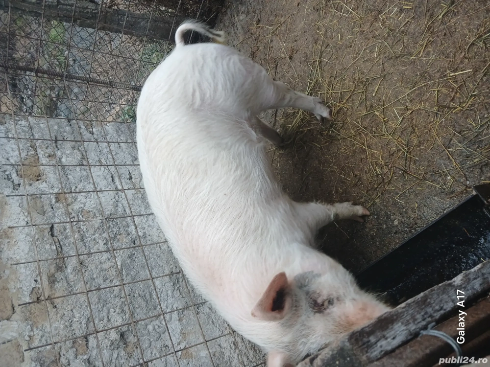 Vând porc de tăiat 