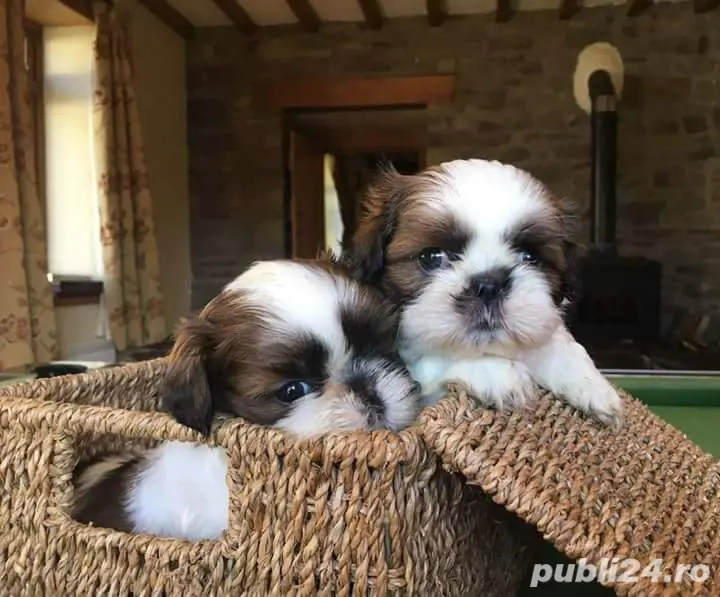 Shih tzu    