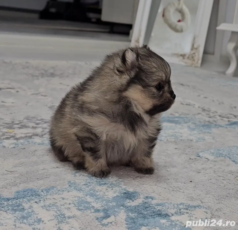 Se ofera catel pomeranian talie foarte mica