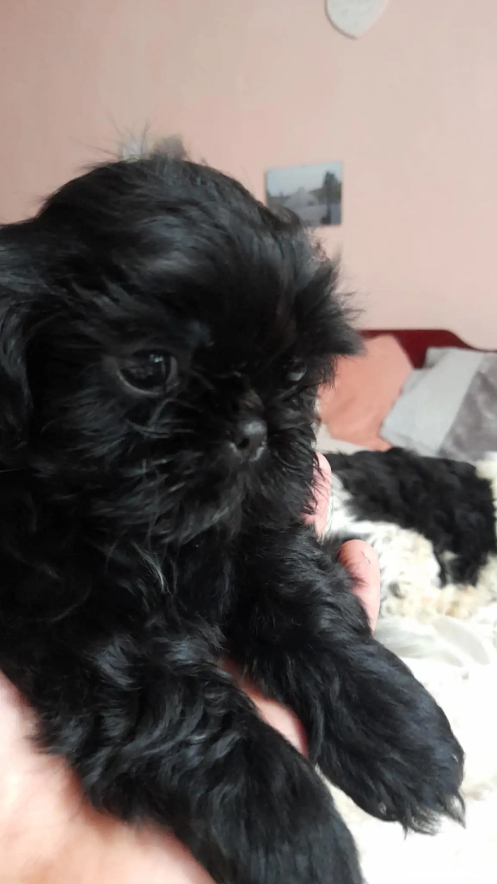  Cățeluși shitzu de vanzare 