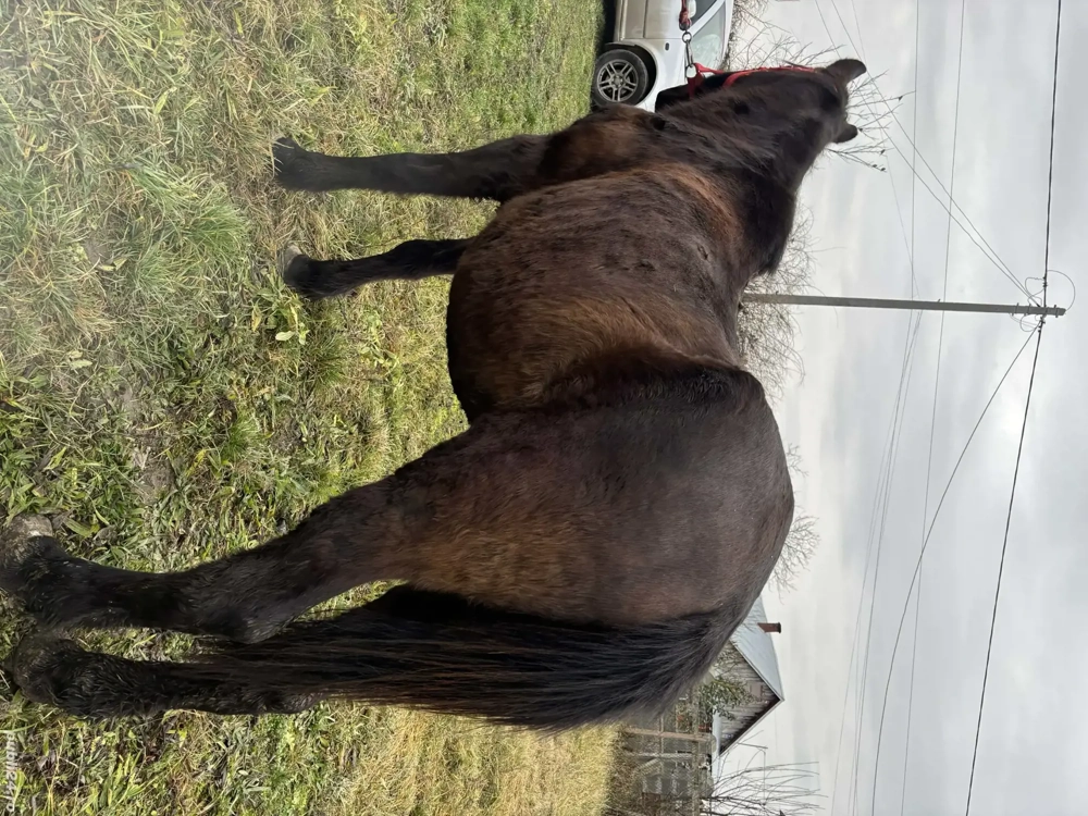 mai mult dettali privat