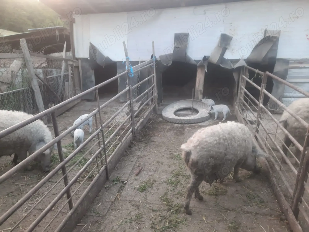 Porci și purcei Mangalița 