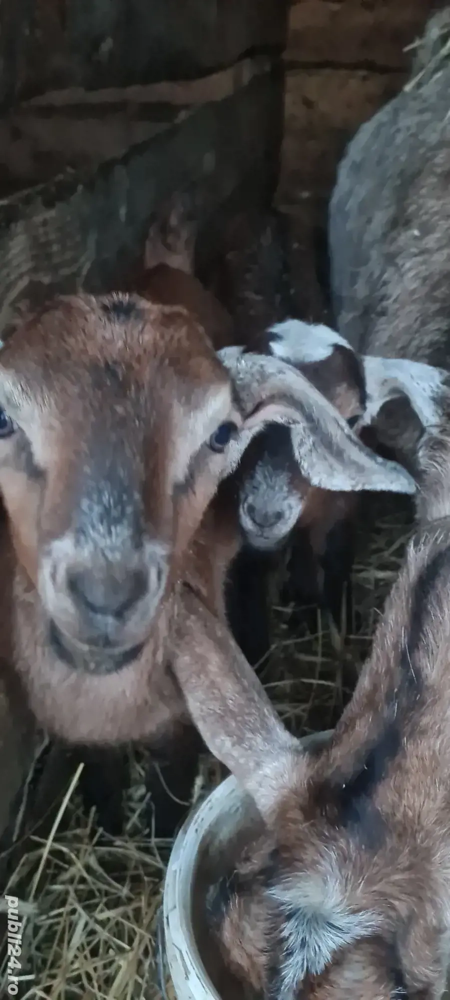 tapisori metis anglo