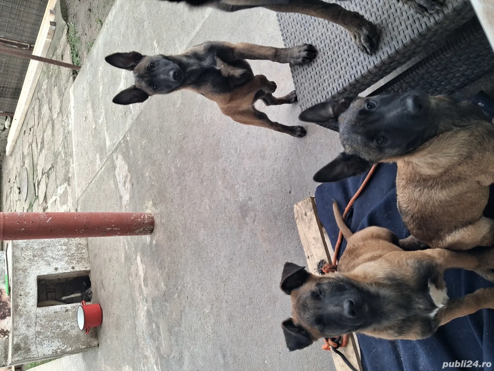 căței belgian ciobănesc malinois 