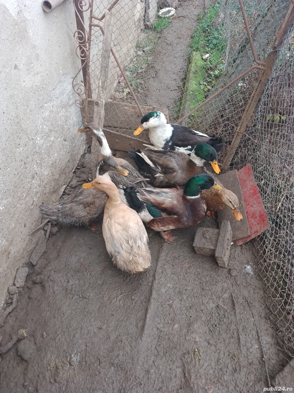 Vând Rațe Românești 