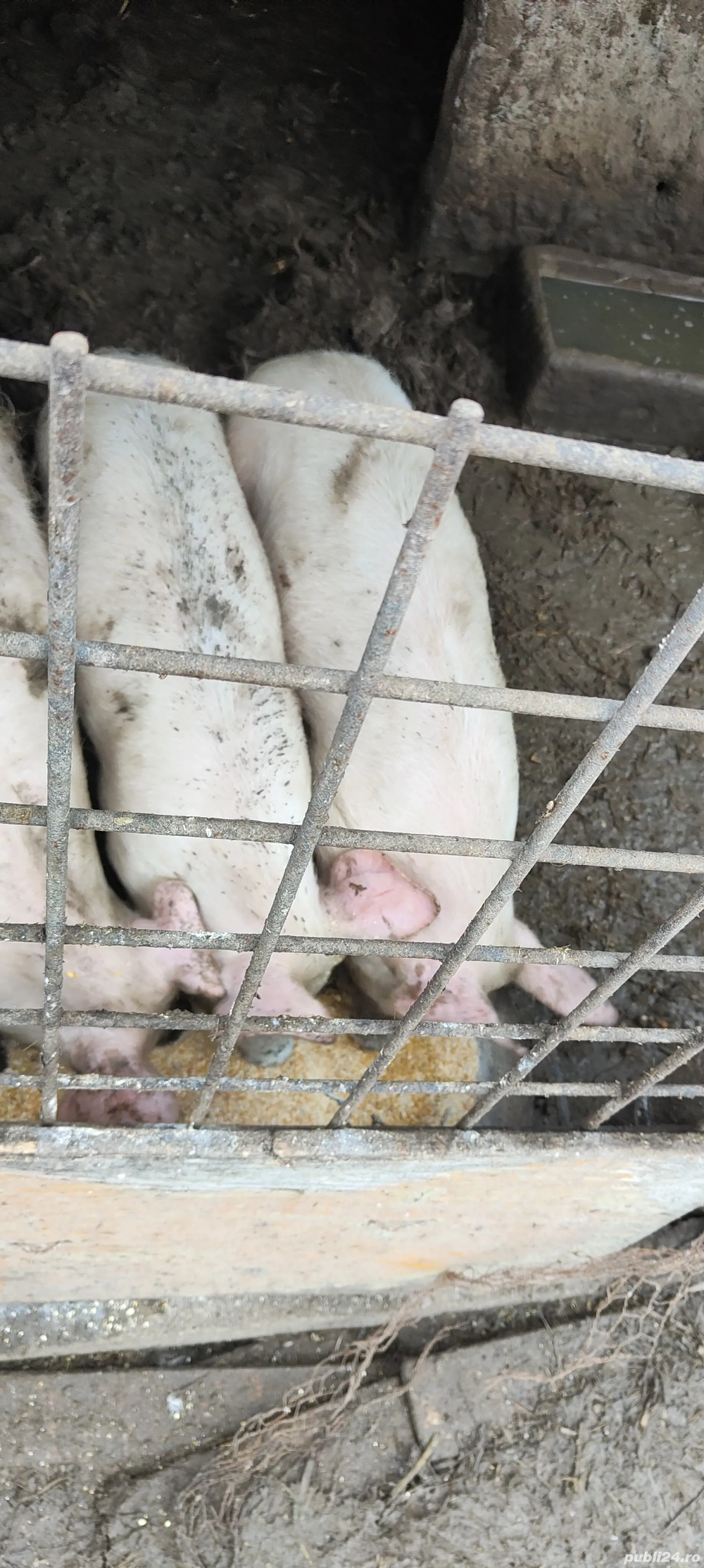 Purcei 3 luni de vanzare