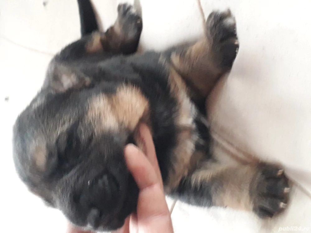 Ciobănesc German câine lup 