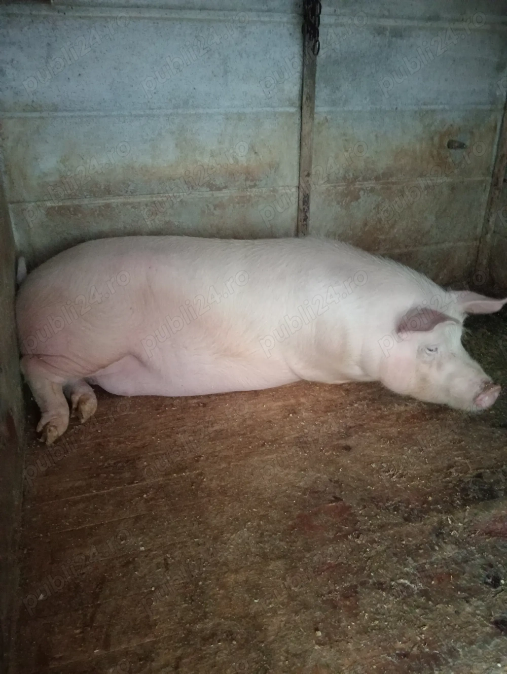 Vând porc crescut în gospodărie 