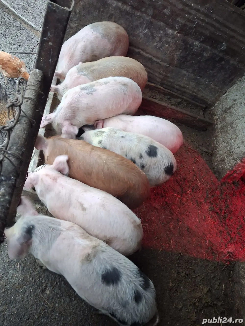 vând grăsuni 3 luni 